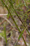 Panhandle meadowbeauty